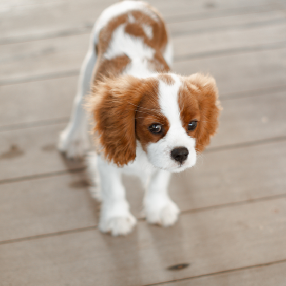 Cavalier King Charles Spaniel Puppy For Sale - Windy City Pups